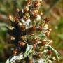 Purple Cudweed (Gamochaeta purpurea): The genus on this native has been changed from Gnaphalium to Gamochaeta.